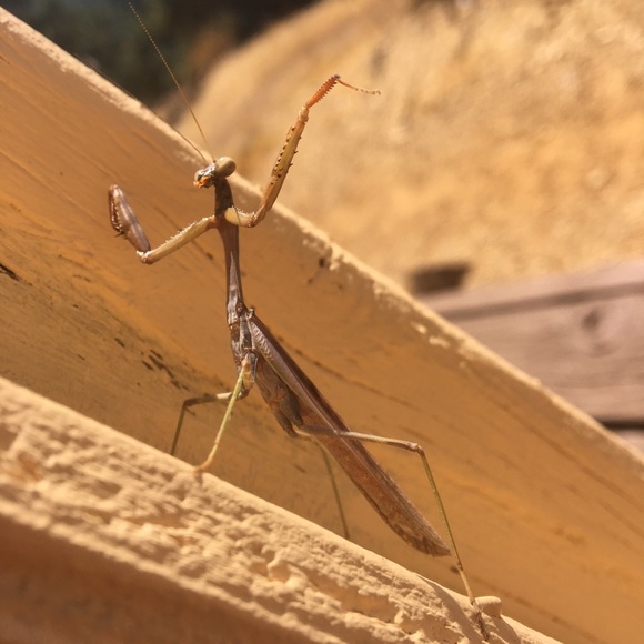 Meet your Posher, Jennifer - Picture 1 of 1